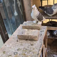 کبوتر کفتر|پرنده|تهران, سنگلج (شاپور)|دیوار