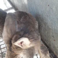 فروش خرگوش های زیبا و باهوش|موش و خرگوش|ری, جوانمرد قصاب|دیوار