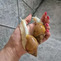 واگذاری دو عدد حلزون تراپی|خزنده|اراک, |دیوار