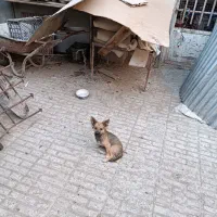 سگ پا کوتاه