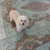 واگذاری آقا آرچی|سگ|رشت, احمد گوراب|دیوار