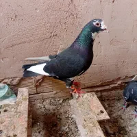 گمشده|حیوانات|سبزوار, جهاد کشاورزی|دیوار