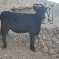 گاو و گوساله (تلیسه برانسویس)|حیوانات مزرعه|کامفیروز, |دیوار