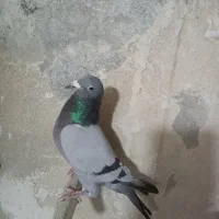 پلاکی ، نامه بر|پرنده|کرمانشاه, |دیوار