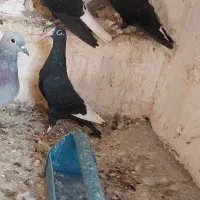 کفتر