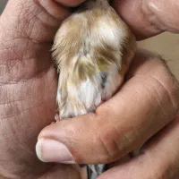 سهره چهارگل خط نما تکسیر قفس حلقه پلمپ|پرنده|شیراز, شهرک مهدیه|دیوار