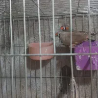 فروش فنج|پرنده|محمدیه-قزوین, |دیوار