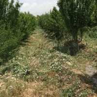 سهیلیه-زعفرانیه-414-متر-4دیواری-با-انشعابات