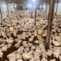 سالندارمرغداری ترجیحامجرد