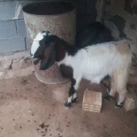 بز داشتی حامله ۴ماهه