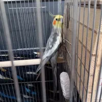 عروس هلندی (جفت) نر و ماده سخنگو