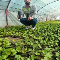 نهال موندراب بابهترین کیفیت موجودهستش