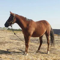 اسب مادیون یورقه