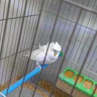 مرغ عشق پرواته ای معاوضه با فنچ نرگسی شکلاتی|پرنده|تبریز, |دیوار