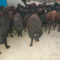 گوسفند قرقزل افشار جوان آبستن