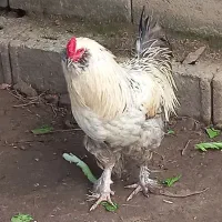 تخم نطفه دار پاپر ریشو کاکلی