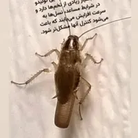 فروش سم مخصوص سوسک آلمانی