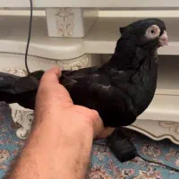 کبوتر صرب