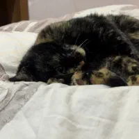 علاقه‌مند به کار در دامپزشکی و پت شاپ