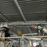 بوقلمون نر درجه یک درشت