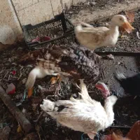 بوقلمون قوغاز اردک
