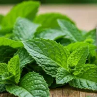 عرق نعنا اصل کاشان