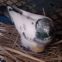 کبوتر شیخی سیاه آبادانی|پرنده|بندر ماهشهر, |دیوار