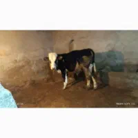 فروش گوساله