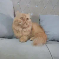گربه پرشین