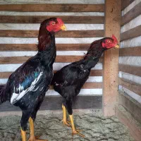 خروس لاری|حیوانات مزرعه|رشت, گیل|دیوار