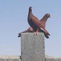 کبوتر سرخ|پرنده|پیر بکران, |دیوار