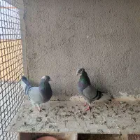 یک جفت کبوترابلق سبز سلامت و پرشی|پرنده|شهریار, شهرک مصطفی خمینی|دیوار