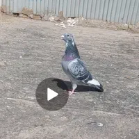 کبوتر گمشده . کفتر آلمانی مسافتی سینه کله دم سفید