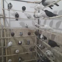 کبوترپرشی پرنده سرای کاکلی