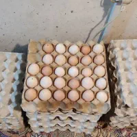تخم مرغ نطفه دار. ‌اصلاح شده گلپایگان