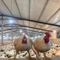 کارگر مرغداری