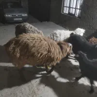 میش ایست وبره نر|حیوانات مزرعه|درمیان, |دیوار