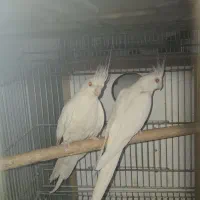 طوطی عروس هلندی دوکت آلبینو چشم شرابی