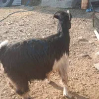 بزفروشی|حیوانات مزرعه|ازنا, |دیوار