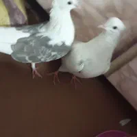 کبوتر فوری فوری