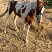 اسب چشم رنگی ماده سالم