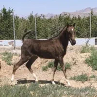 کره نریان کرد فوق العاده سر و دمگیر و‌خوندار