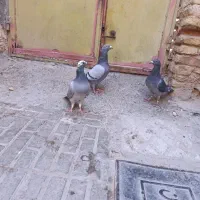 کبوتر مسافتی