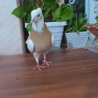 کبوتر|پرنده|مرودشت, فاز اول شهرک فرهنگیان|دیوار