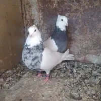 کبوتر طوقی|پرنده|شیراز, شیخ علی چوپان|دیوار