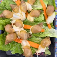 حلزون طبی آچاتینا وآلبینو تخم حلزون تازه