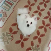 سگ پامرانین سفید