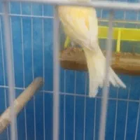 قناری عروس کوتوله مرغ عشق سهره