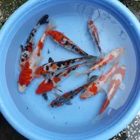 فروش ماهی کوی