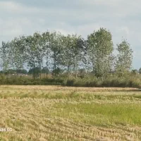 زمین کشاورزی برنج|فروش زمین و ملک کلنگی|رودبنه, |دیوار